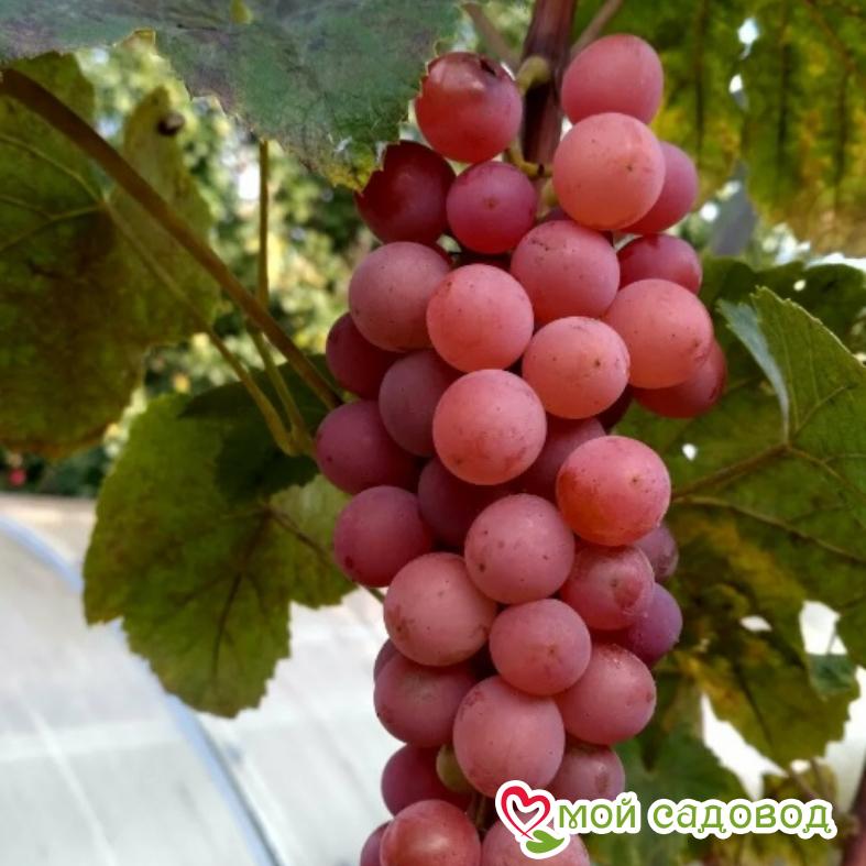 Тройная выгода винограда! (морозоустойчивый)