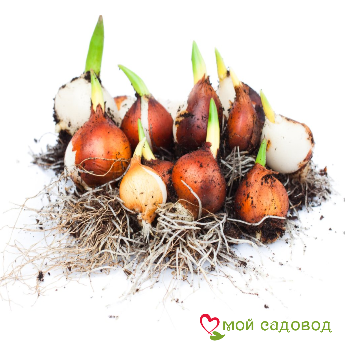 Тюльпан махровый Кул Кристал