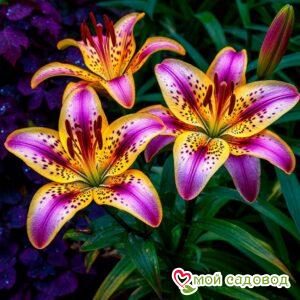 Лилия Амальфи